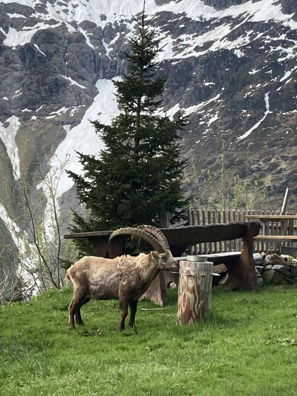 Berggasthaus Tschingelhorn Otel Stechelberg Dış mekan fotoğraf